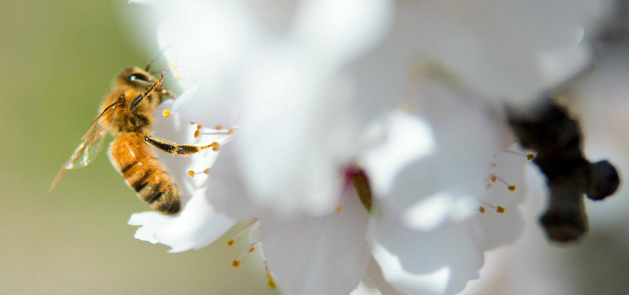 An unhealthy alliance between almonds and honeybees | Food and Environment Reporting Network